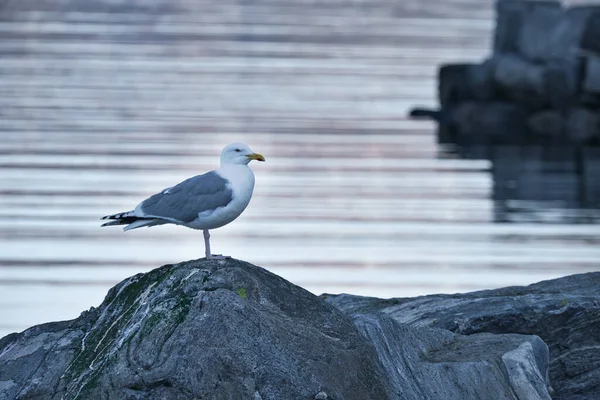 Meeuw Staand Een Rots Bij Het Fjord Noorwegen Zeevogel Scandinavië — Stockfoto