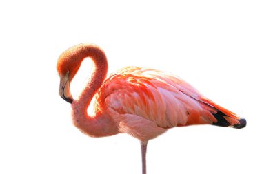 Flamingo, soyutlanmış, düzenlenecek. Pembe kırmızı kuş. Şık tüyler. Tropik bir kuş. Bekârken ayakta