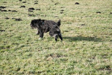 Siyah Goldendoddle oyun oynarken çayırda koşuyor. Yumuşak, uzun, siyah bir ceket. Aile köpeği aynı zamanda terapi köpeği olarak da alınır. Bir köpeğin hayvan fotoğrafı.