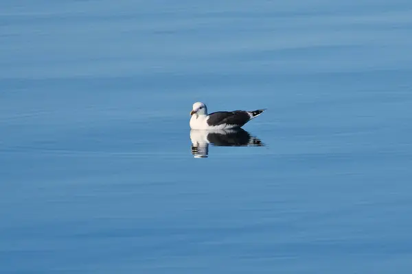 Möwe Schwimmt Auf Dem Fjord Norwegen Ruhigem Wasser Der Seevögel — Stockfoto