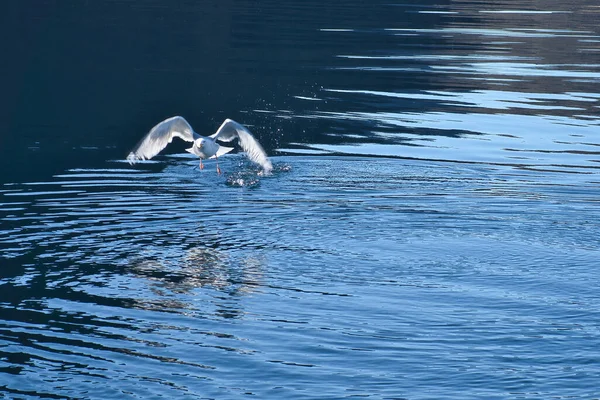 Fiskmåsar Lyfter Fjorden Norge Vattendroppar Stänk Dynamisk Rörelse Sjöfågel Djurfoto — Stockfoto