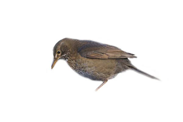 Πιτσιλιές Πουλιών Κομμένες Για Χρησιμοποιήσω Σύνθεση Απομονωμένο Ζώο Καφέ Φτερά — Φωτογραφία Αρχείου