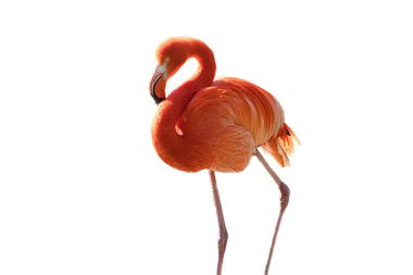 Flamingo, soyutlanmış, düzenlenecek. Pembe kırmızı kuş. Şık tüyler. Tropik bir kuş. Bekârken ayakta