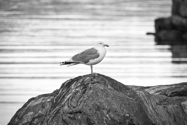 在挪威 海鸥站在峡湾边的岩石上 斯堪的纳维亚的海鸟景观照片 — 图库照片