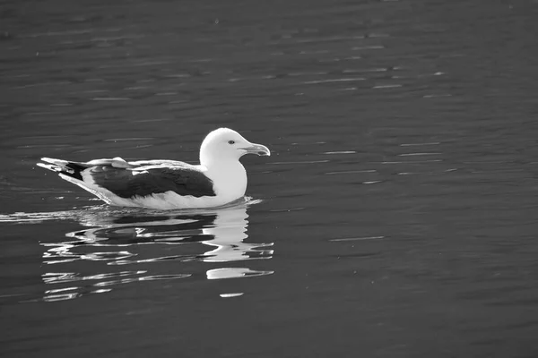 ノルウェーのフィヨルドで黒と白の穏やかな水で泳いでいます 海の鳥は水の中に反射している スカンディナヴィアの動物写真 — ストック写真