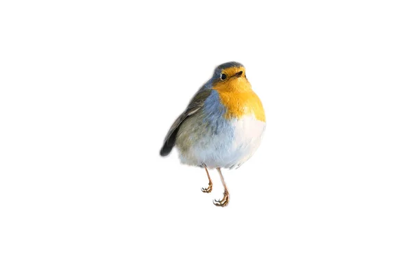 Robin Isolated Cropped Editing Songbird Red White Orange Plumage Bird — Stock Photo, Image