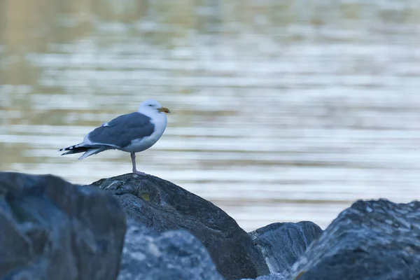 Γλάρος Στέκεται Ένα Βράχο Δίπλα Στο Φιόρδ Στη Νορβηγία Seabird — Φωτογραφία Αρχείου