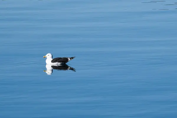 Martı Norveç Teki Fiyortta Sakin Sularda Yüzer Deniz Kuşu Suya — Stok fotoğraf
