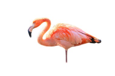 Flamingo, soyutlanmış, düzenlenecek. Pembe kırmızı kuş. Şık tüyler. Tropik bir kuş. Bekârken ayakta