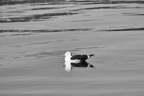 Seagull Swimming Fjord Norway Calm Water Black White Sea Bird — Stock Photo, Image