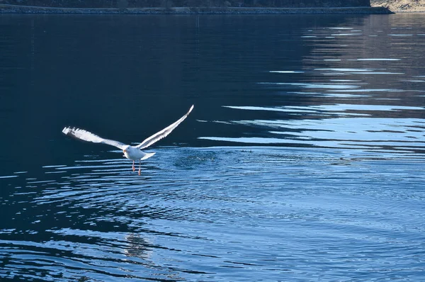 Чайки Злітають Фйорді Норвегії Вода Крапає Динамічному Русі Морських Птахів — стокове фото
