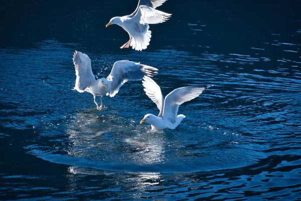 Seagulls Takes Fjord Norway Water Drops Splash Dynamic Movement Sea — Stock Photo, Image