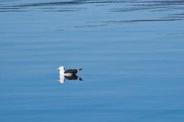 Чайка Плаває Фіорді Норвегії Спокійній Воді Морський Птах Відбивається Воді — стокове фото