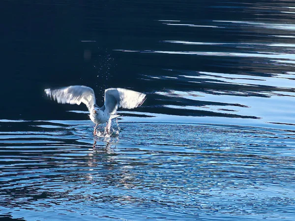 Martılar Norveç Teki Fiyortta Havalanıyorlar Deniz Kuşunun Dinamik Hareketlerinde Damlaları — Stok fotoğraf
