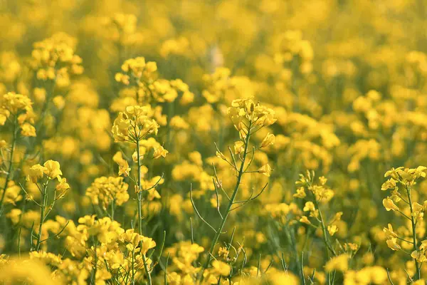 Βιασμός Κίτρινα Λουλούδια Στο Χωράφι Κανόλα Προσκήνιο Τονισμένο Και Θολό — Φωτογραφία Αρχείου