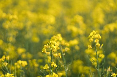 Kanola tarlasında sarı çiçekli bir tecavüz. Ön plan vurgulanmış ve bulanık arkaplan. Yenebilir yağ ve biyolojik yakıt üretimi. Tarımdan gelen doğa..