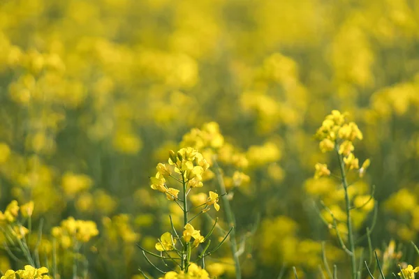 Kanola tarlasında sarı çiçekli bir tecavüz. Ön plan vurgulanmış ve bulanık arkaplan. Yenebilir yağ ve biyolojik yakıt üretimi. Tarımdan gelen doğa..