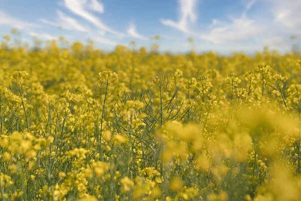 Raps Mit Gelben Blüten Rapsfeld Vordergrund Hervorgehoben Und Verschwommener Hintergrund — Stockfoto