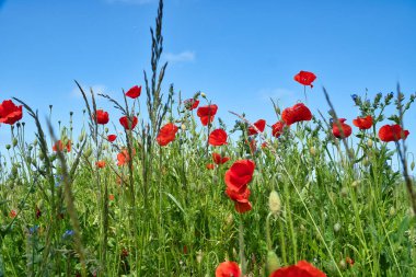 Birçok gelincik mısır tarlasına saçıldı. Yeşil alanda kırmızı yapraklar. Yol kenarında tarım işindeyim. Doğadan çiçek fotoğrafı.