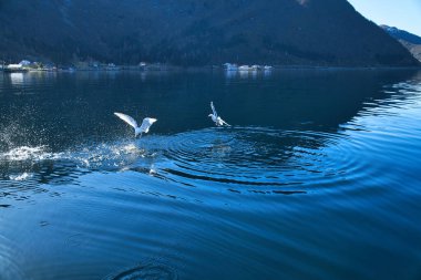 Martılar Norveç 'teki fiyortta havalanıyorlar. Deniz kuşunun dinamik hareketlerinde su damlaları sıçrar. İskandinavya 'dan hayvan fotoğrafı