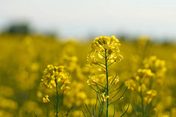 stock image Rape with yellow flowers in the canola field. Foreground highlighted and blurred background. Product for edible oil and bio fuel. Nature from agriculture.