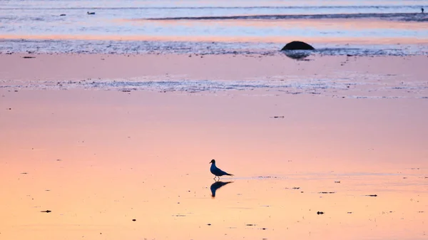 ビーチでカモメ 夕日はぬれた砂の中に反映されます 背景にはまだ波 バルト海沿岸の干潮 野生動物と風景写真 — ストック写真