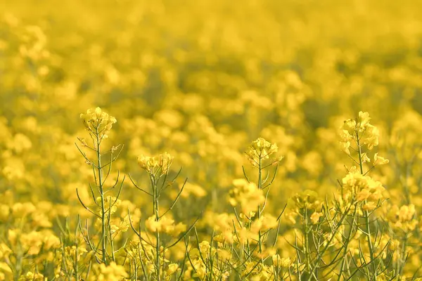 Violação Com Flores Amarelas Campo Canola Antecedentes Destacados Desfocados Produto — Fotografia de Stock