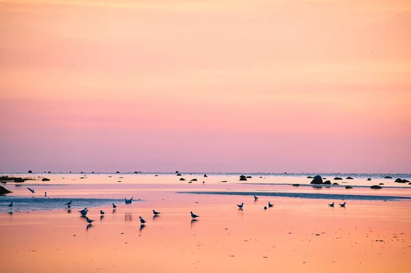 Fiskmåsar Vid Lågvatten Sanden Vid Poels Kust Vid Solnedgången Pastellfärger — Stockfoto