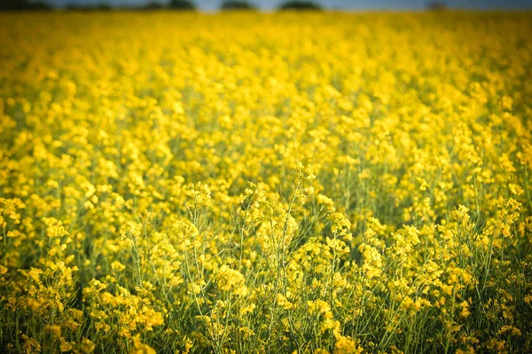 菜の花畑に黄色の花で菜の花 前景が強調表示され 背景がぼやけている 食用油やバイオ燃料用の製品 農業からの自然 — ストック写真