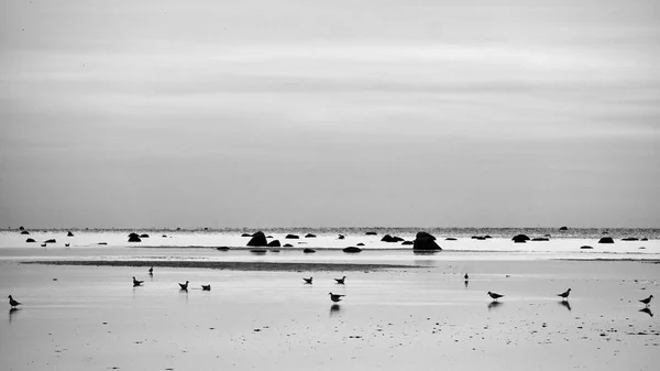 Mewy Podczas Odpływu Piasku Wybrzeżu Poel Zachodzie Słońca Czarno Białe — Zdjęcie stockowe
