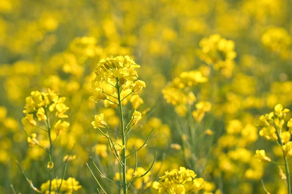 Βιασμός Κίτρινα Λουλούδια Στο Χωράφι Κανόλα Προσκήνιο Τονισμένο Και Θολό — Φωτογραφία Αρχείου