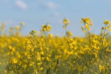 Kanola tarlasında sarı çiçekli bir tecavüz. Ön plan vurgulanmış ve bulanık arkaplan. Yenebilir yağ ve biyolojik yakıt üretimi. Tarımdan gelen doğa..