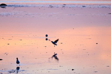 Sahildeki martı. Gün batımı ıslak kuma yansıyor. Arka planda hala dalgalar var. Baltık Denizi kıyısında gelgit var. Vahşi yaşam ile manzara fotoğrafı.