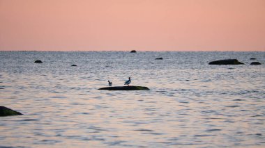 Goosander gün batımında Baltık Denizi 'nde uzanan bir taşın üzerinde oturuyor ve ufukta pastel renkler var. Baltık Denizi 'ne bakan Poel Adası' nda romantik bir akşam sahnesi. Su kuşlarının hayvan fotoğrafı.