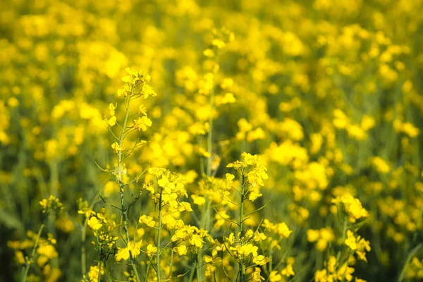 Violação Com Flores Amarelas Campo Canola Antecedentes Destacados Desfocados Produto — Fotografia de Stock