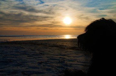 Gün batımı, kumlu sahilden aydınlık denize bakan yalancı köpek. Işık dalgaları. Baltık Denizi 'ndeki Poel Adası. Sahildeki doğa fotoğrafı.