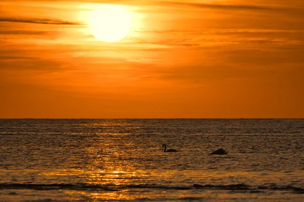 Закат Лебеди Плавают Освещенном Море Световые Волны Остров Поэль Балтийском — стоковое фото