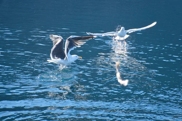 Möwen Starten Fjord Norwegen Wassertropfen Plätschern Dynamischer Bewegung Der Seevögel — Stockfoto