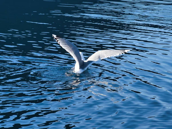Möwen Starten Fjord Norwegen Wassertropfen Plätschern Dynamischer Bewegung Der Seevögel — Stockfoto