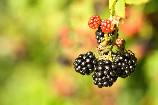 Böğürtlen dalda. Olgun meyve. Vitamin açısından zengin meyveler. Yiyeceğe yakınlaş. Bulanık arkaplan