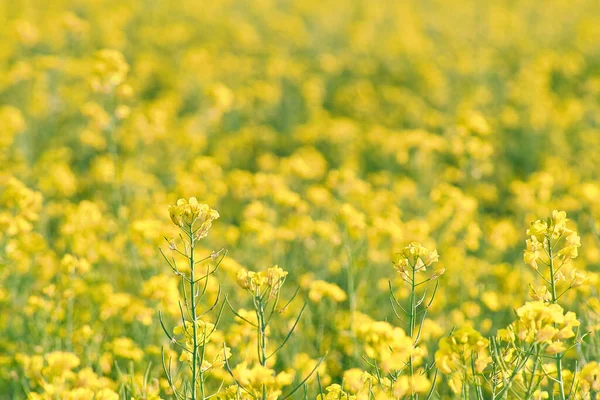 油菜田里的黄花强奸前景突出 背景模糊不清 食用油和生物燃料产品 来自农业的自然 — 图库照片