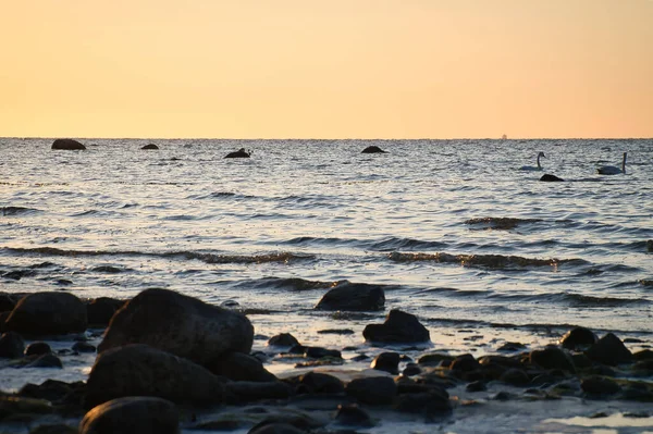 Stock image Sunset, stone beach with small and large rocks in front of the illuminated sea. Light waves. Poel island on the Baltic Sea. Nature photo from the coast