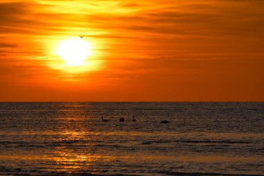 Gün batımı, aydınlık denizde yüzen kuğular. Işık dalgaları. Baltık Denizi 'ndeki Poel Adası. Sahildeki doğa fotoğrafı.