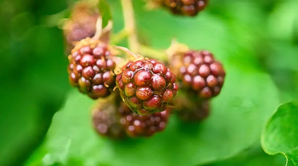 ブラックベリーが枝に 熟した果実 ビタミンが豊富な果物 食べ物を閉じます ぼやけた背景 — ストック写真