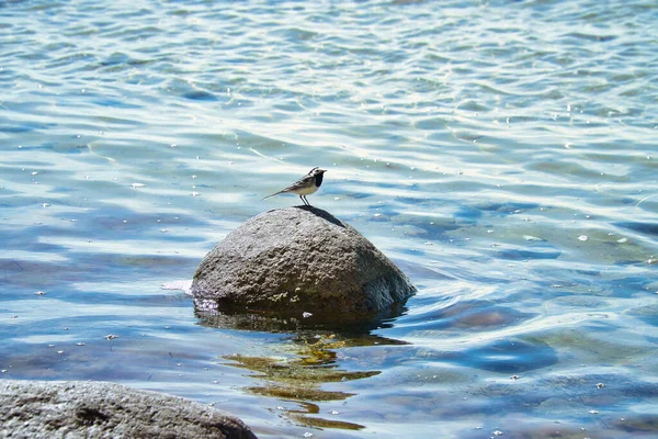 Baltık Denizi Nin Taşındaki Kuş Kıyıdaki Vahşi Hayvan Hayvan Fotoğrafıyla — Stok fotoğraf