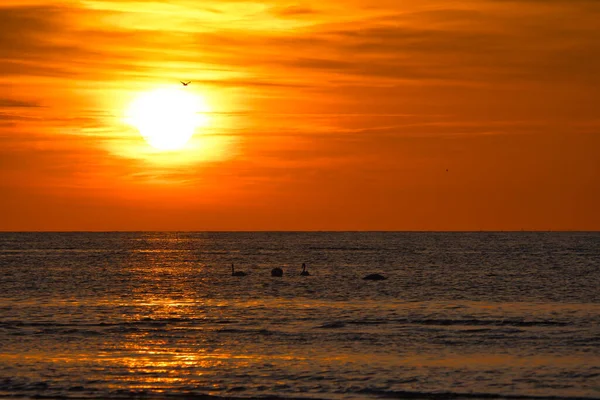 Закат Лебеди Плавают Освещенном Море Световые Волны Остров Поэль Балтийском — стоковое фото