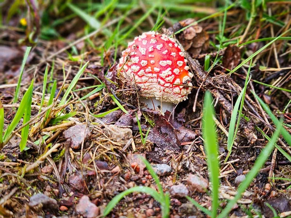 森林地面上的山羊蘑菇 有毒的蘑菇 上面有红色的帽子和白色的斑点 森林里射来的自然 — 图库照片