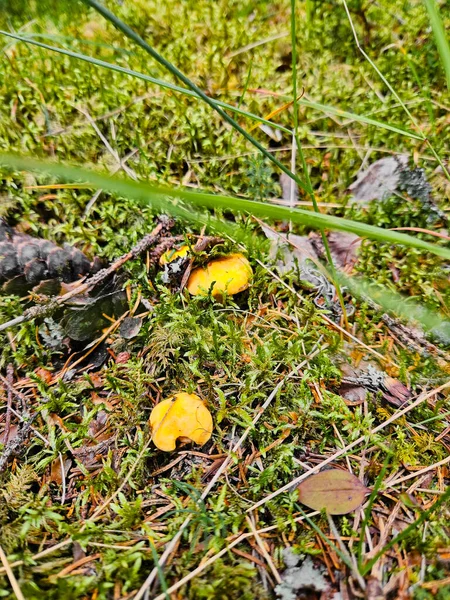 Chanterelle Relva Recolher Comida Natureza Encontrar Cogumelos Durante Caminhada Viagem — Fotografia de Stock