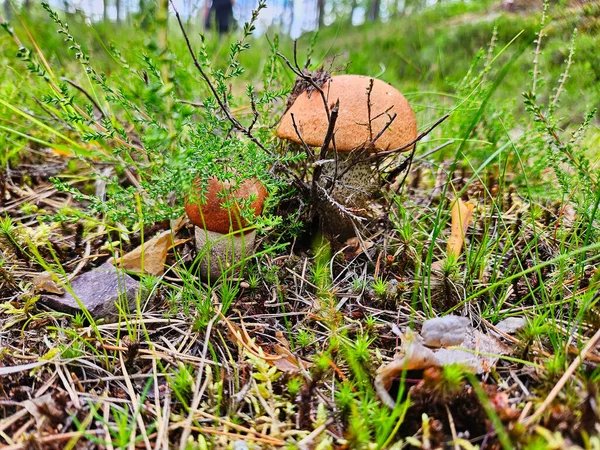 森林里的草地上戴着红帽子 来自大自然的蘑菇在散步的时候猎取蘑菇 秋天森林地面上的食物 — 图库照片