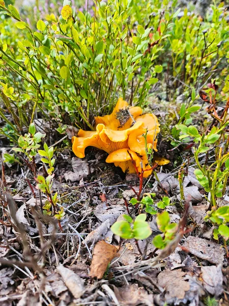 Chanterelle Dans Herbe Collecter Nourriture Dans Nature Trouver Des Champignons — Photo